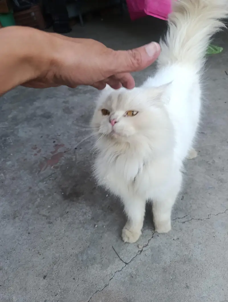 Persian male — photo 3