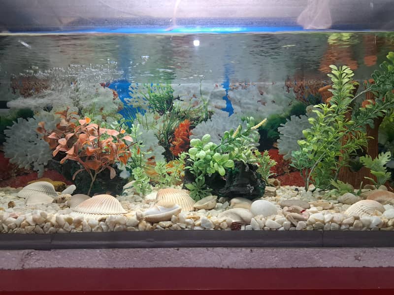 Aquarium 9