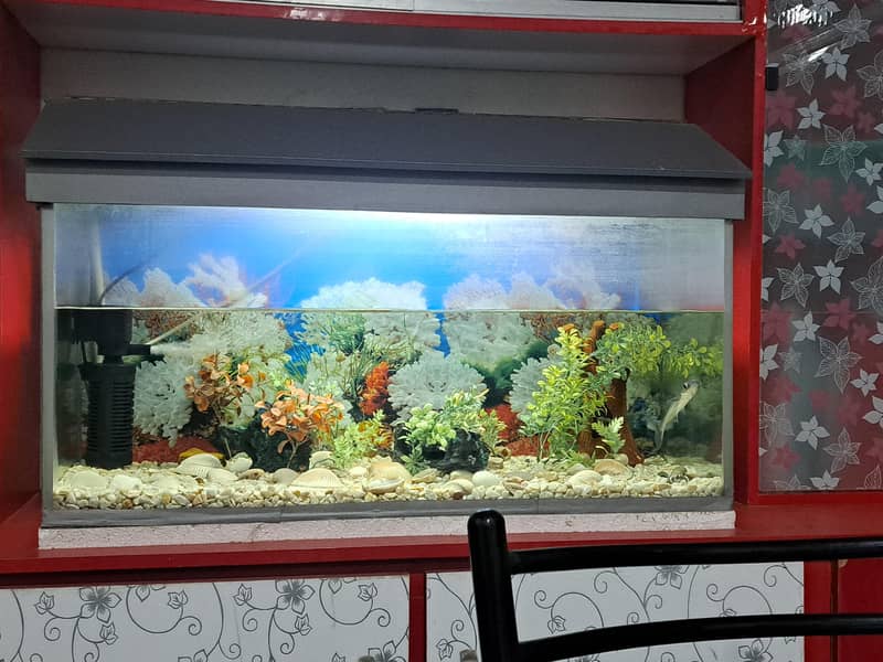 Aquarium 10