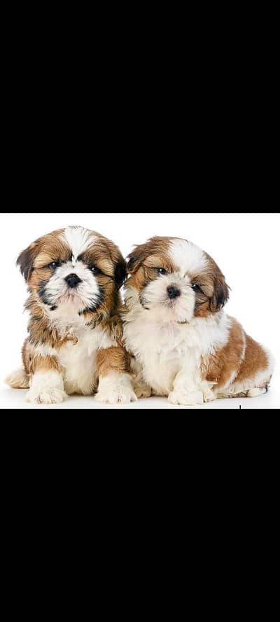 shitzu puppy for sale