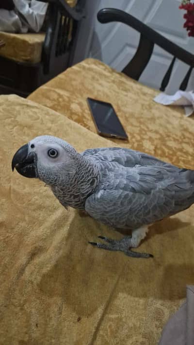 gray parrot