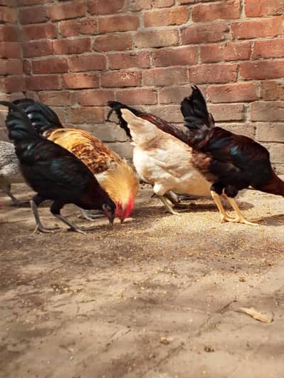 Desi Misti egg laying hen