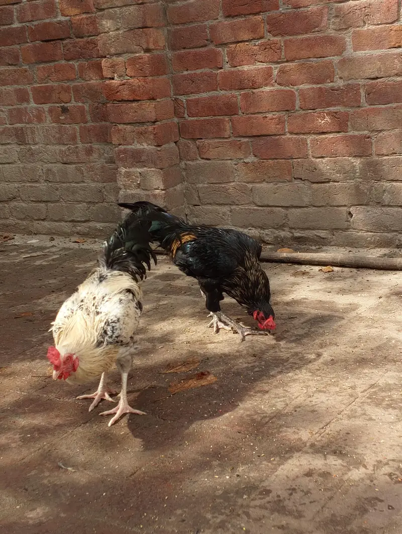 Desi Misti egg laying hen — photo 2