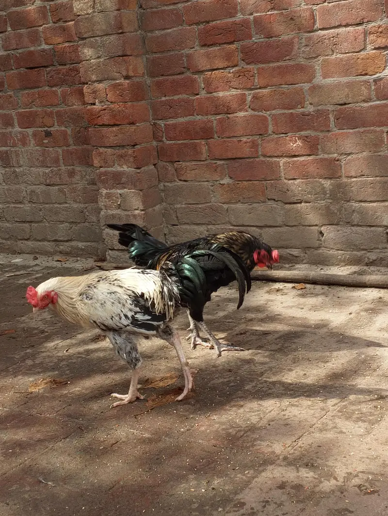 Desi Misti egg laying hen — photo 3