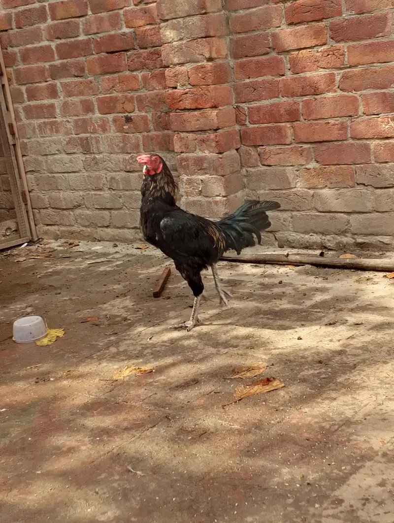 Desi Misti egg laying hen — photo 4