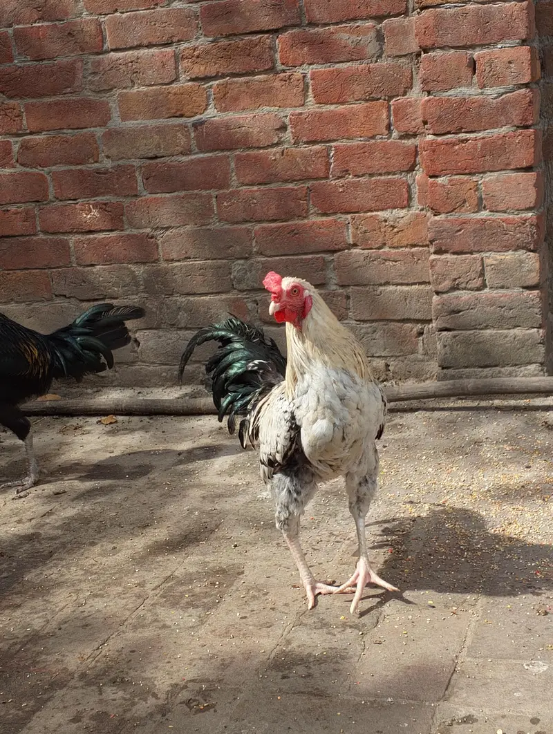 Desi Misti egg laying hen — photo 5