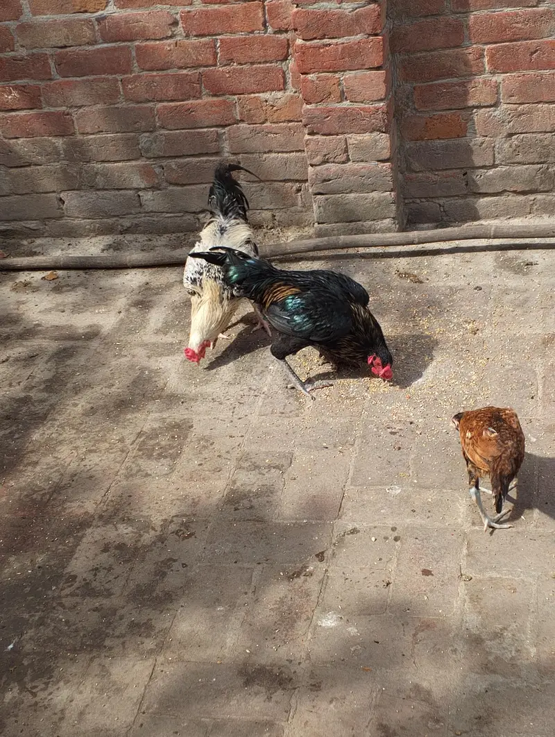Desi Misti egg laying hen — photo 6