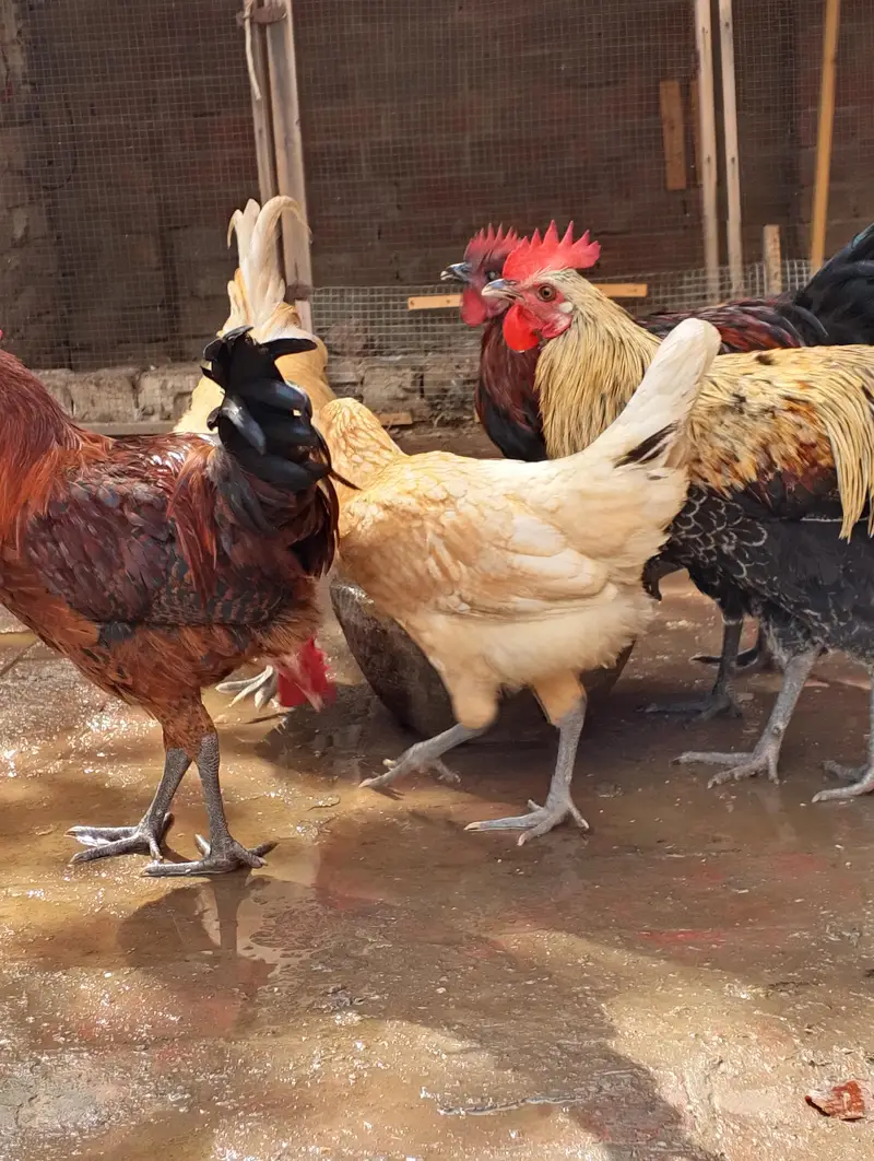 Desi Misti egg laying hen — photo 7