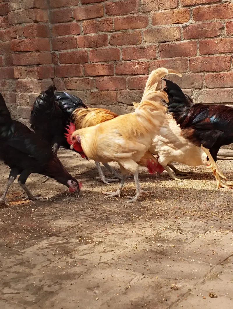 Desi Misti egg laying hen — photo 8