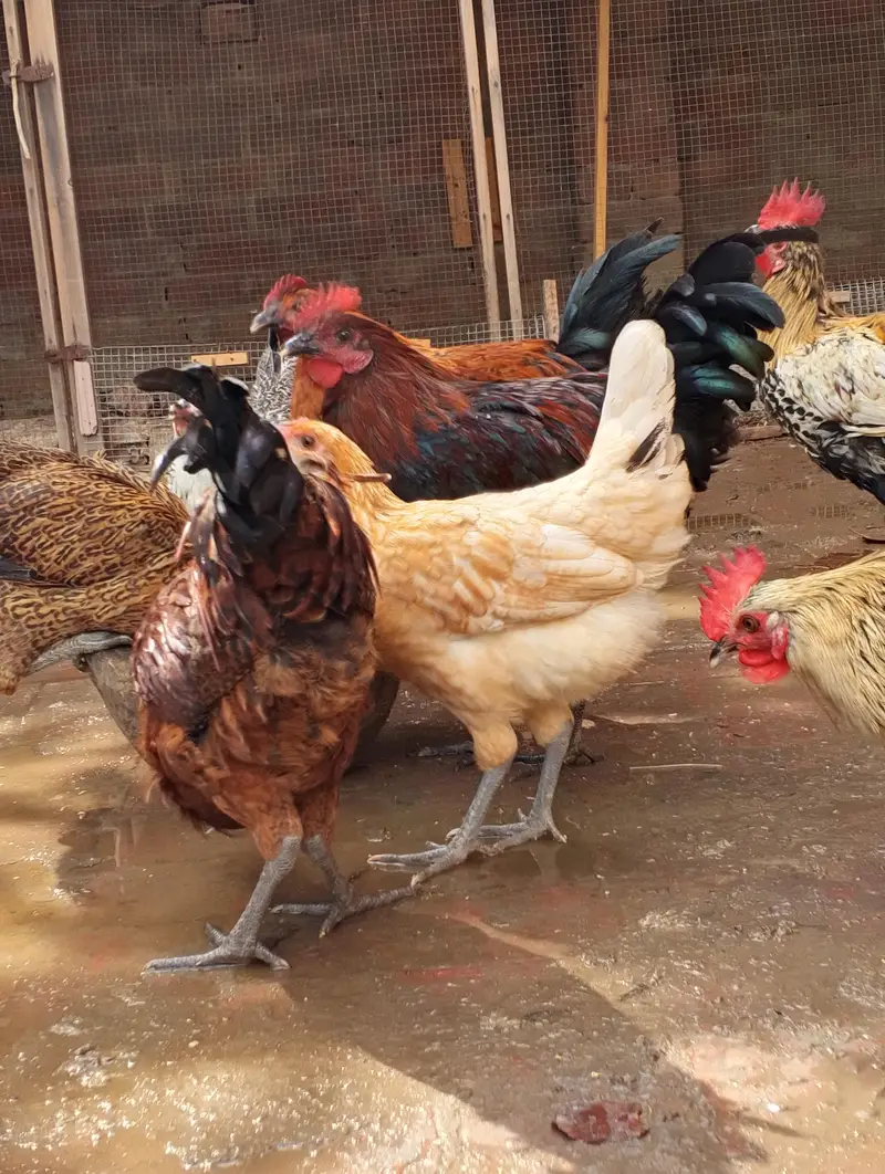 Desi Misti egg laying hen — photo 9