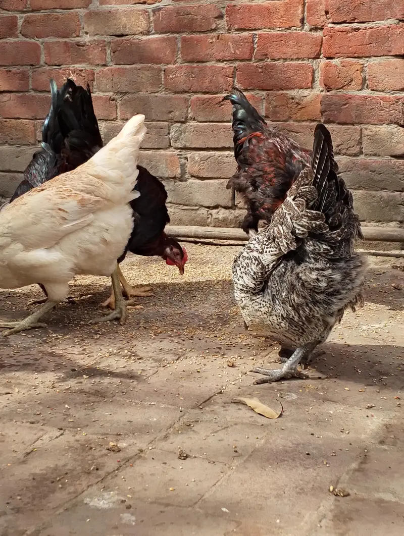 Desi Misti egg laying hen — photo 10