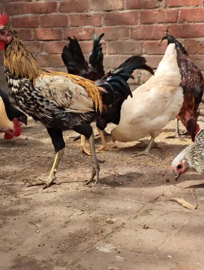 Desi Misti egg laying hen — photo 11