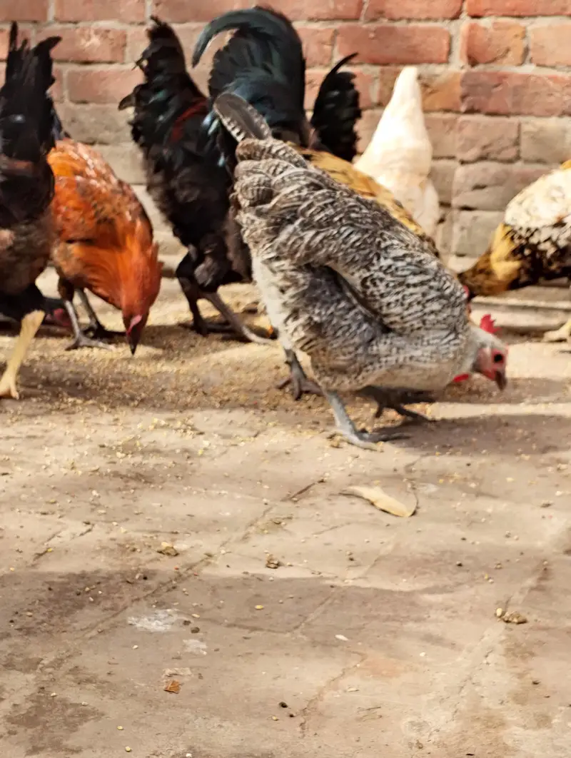 Desi Misti egg laying hen — photo 12