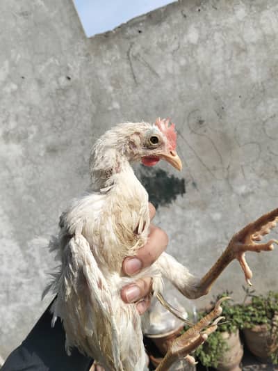farmi broiler hens for sale home breeding