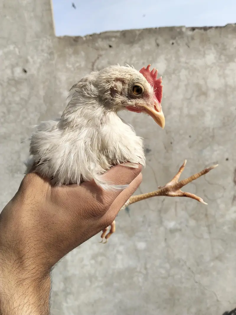 farmi broiler hens for sale home breeding — photo 2