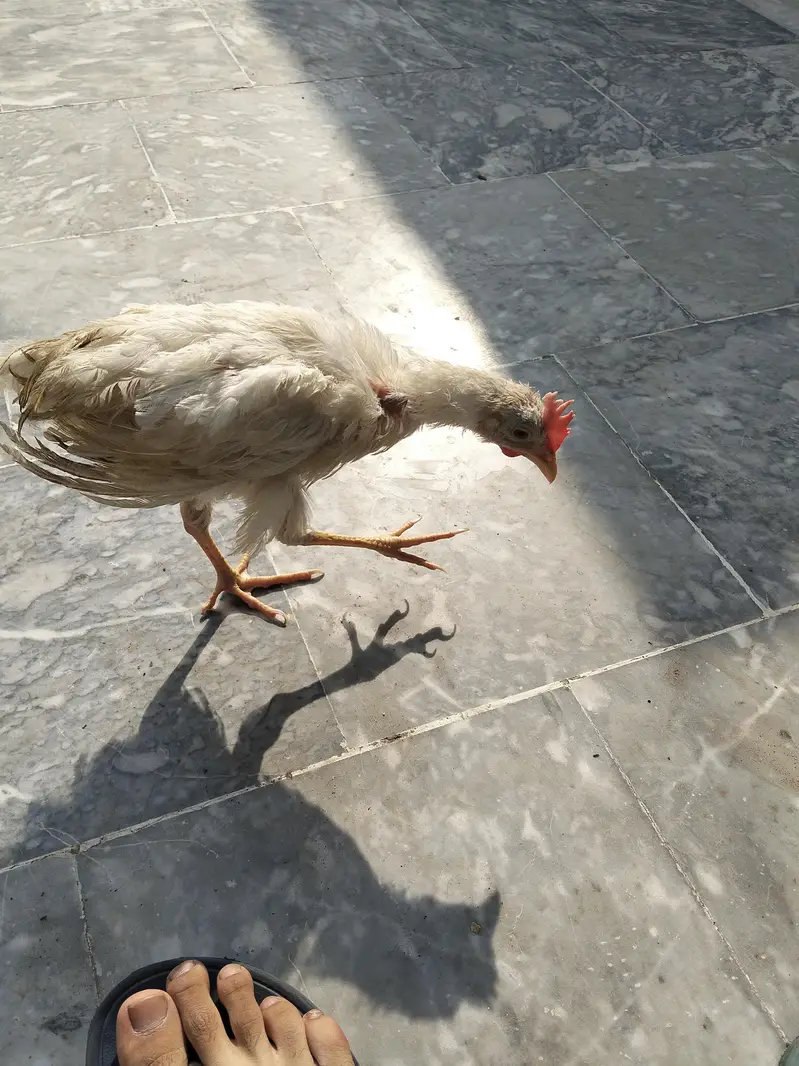 farmi broiler hens for sale home breeding — photo 3