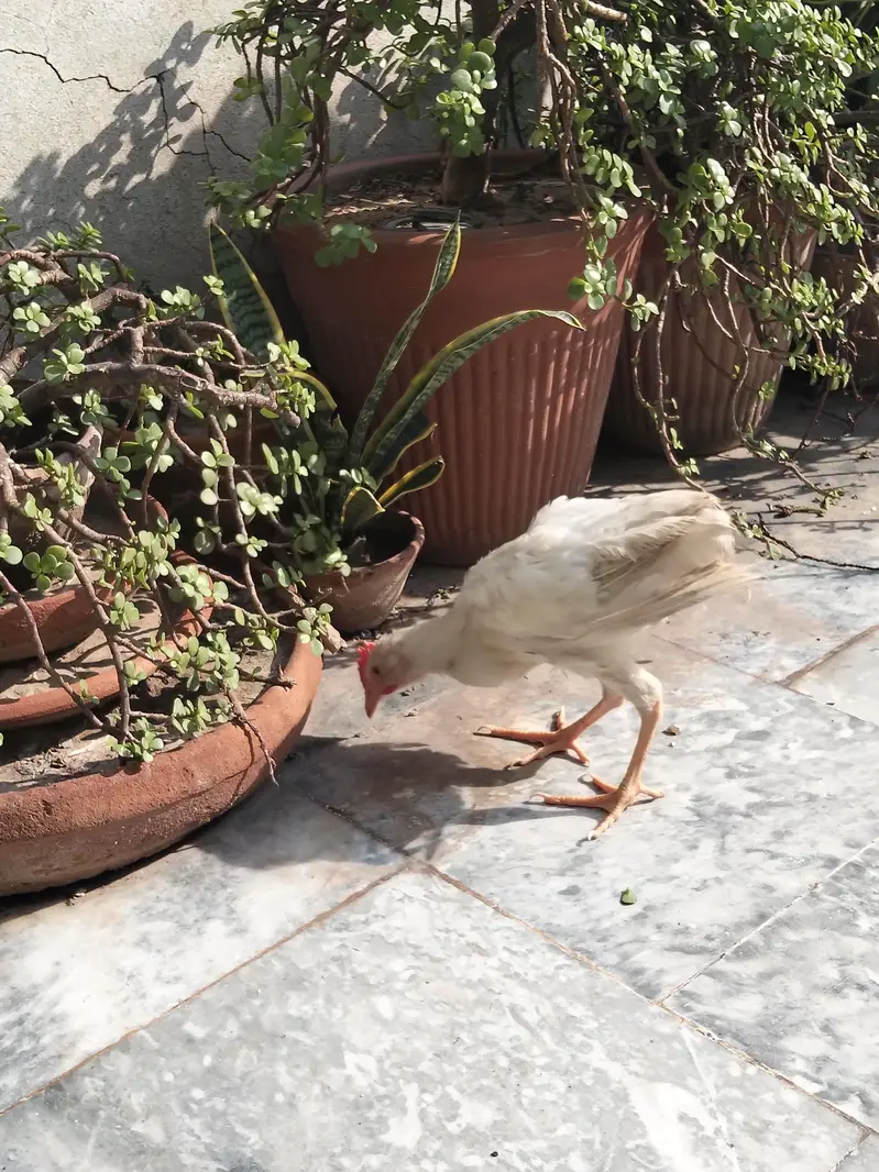 farmi broiler hens for sale home breeding — photo 4