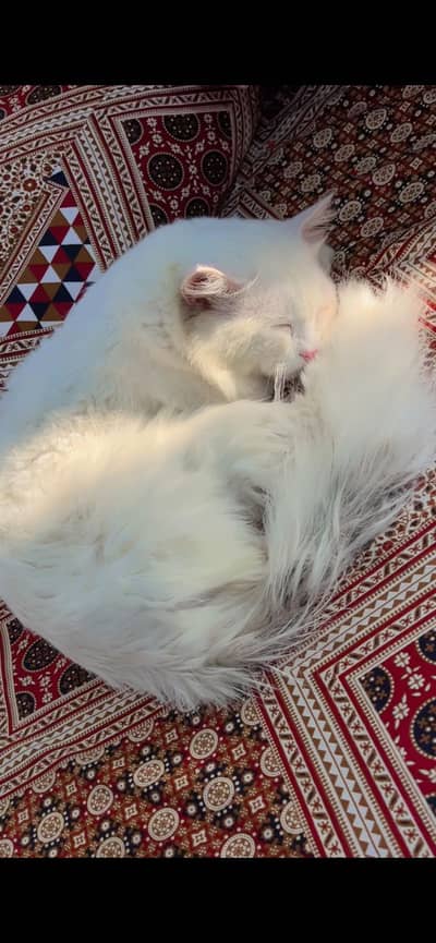 Persian MALE