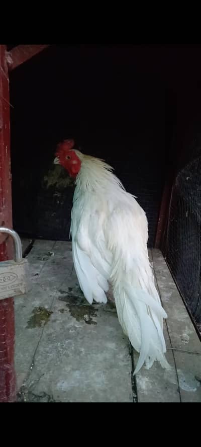 White amrohi