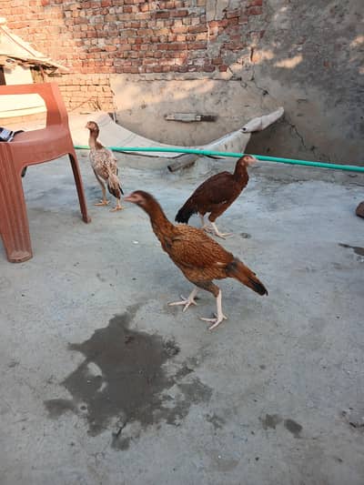1 female ke price batyi h peele aseel madya for sale