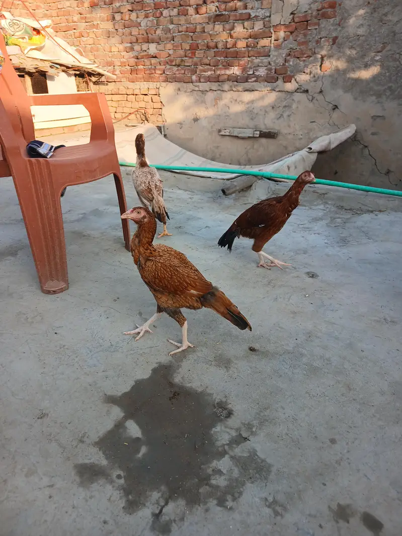 1 female ke price batyi h peele aseel madya for sale — photo 2