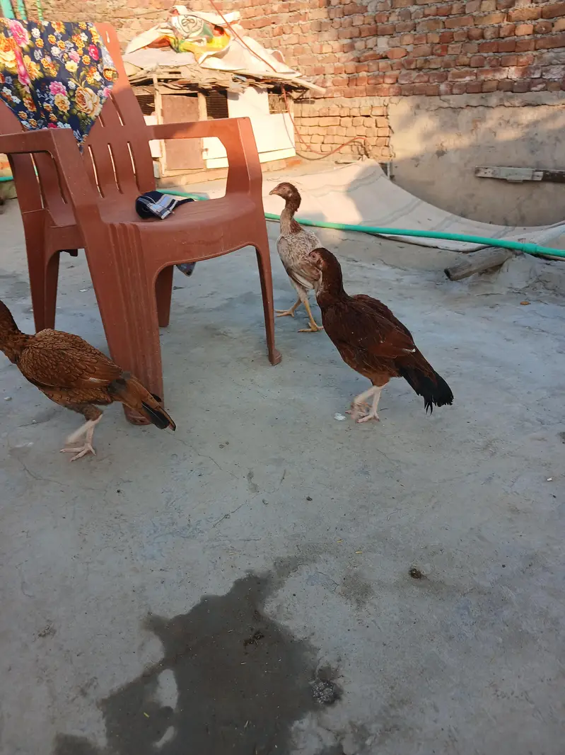1 female ke price batyi h peele aseel madya for sale — photo 3