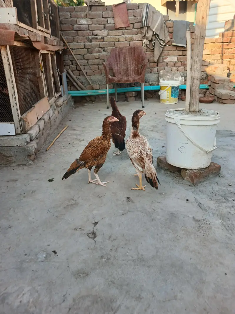 1 female ke price batyi h peele aseel madya for sale — photo 4