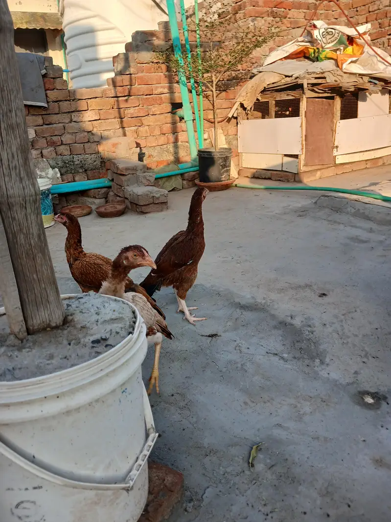 1 female ke price batyi h peele aseel madya for sale — photo 5