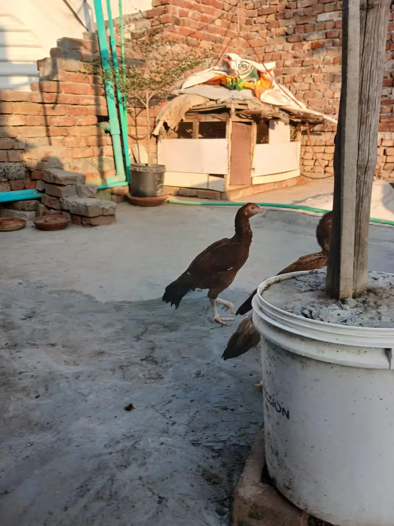 1 female ke price batyi h peele aseel madya for sale — photo 6