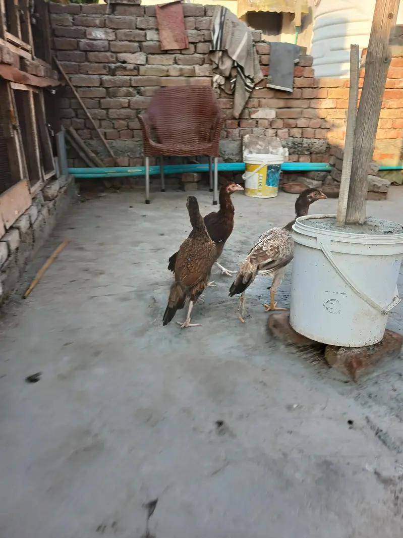 1 female ke price batyi h peele aseel madya for sale — photo 7