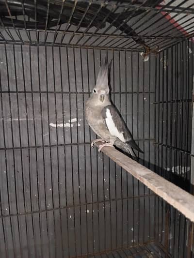 cocktail parrot