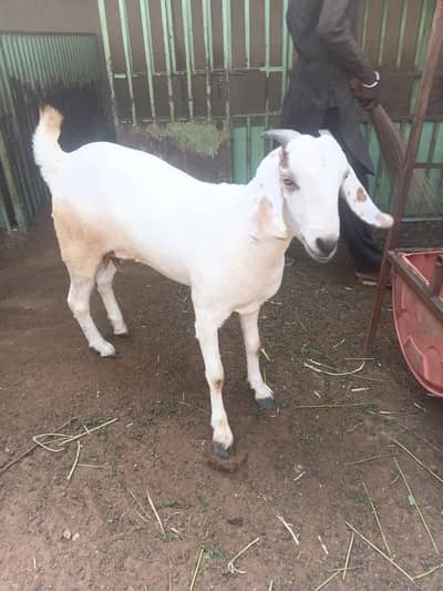 beetal bakri 0311-32*30*30*8