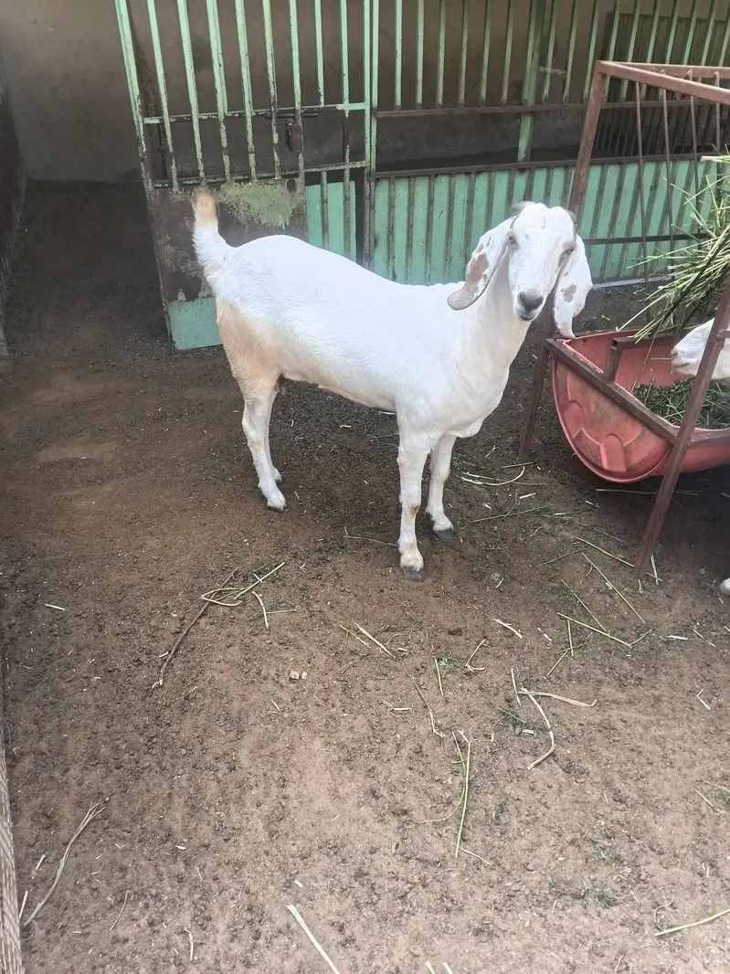 beetal bakri 0311-32*30*30*8 — photo 2