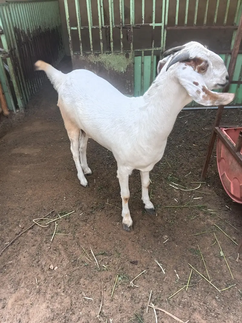beetal bakri 0311-32*30*30*8 — photo 3
