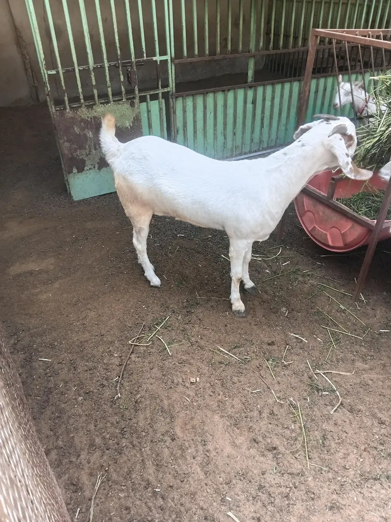 beetal bakri 0311-32*30*30*8 — photo 4