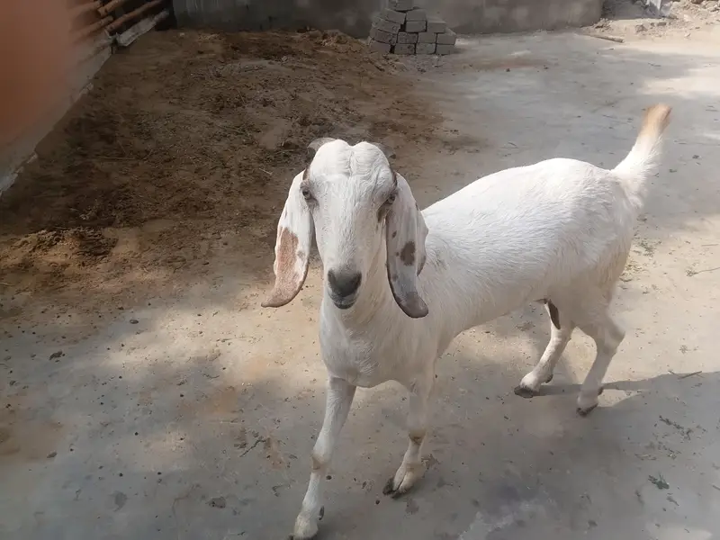 beetal bakri 0311-32*30*30*8 — photo 5