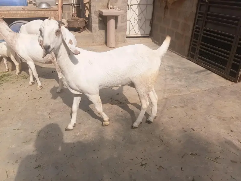 beetal bakri 0311-32*30*30*8 — photo 6