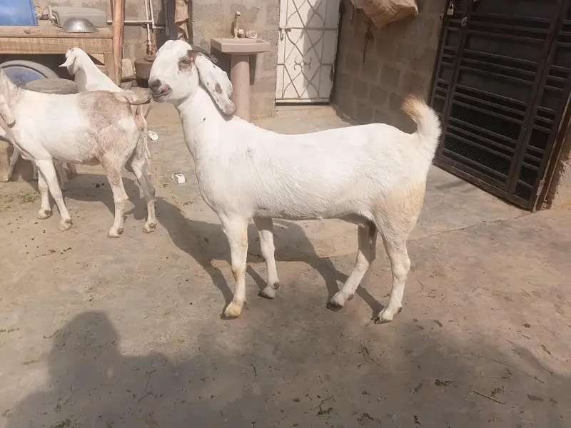 beetal bakri 0311-32*30*30*8 — photo 7