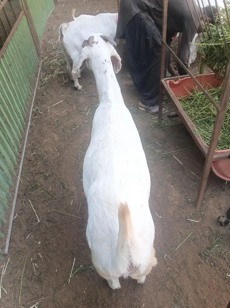 beetal bakri 0311-32*30*30*8 — photo 8