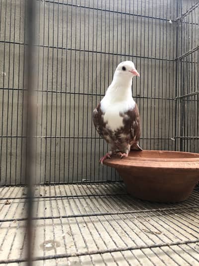 2 Karbalai male 4000