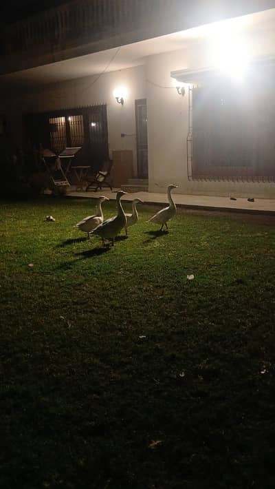 geese breeder pairs