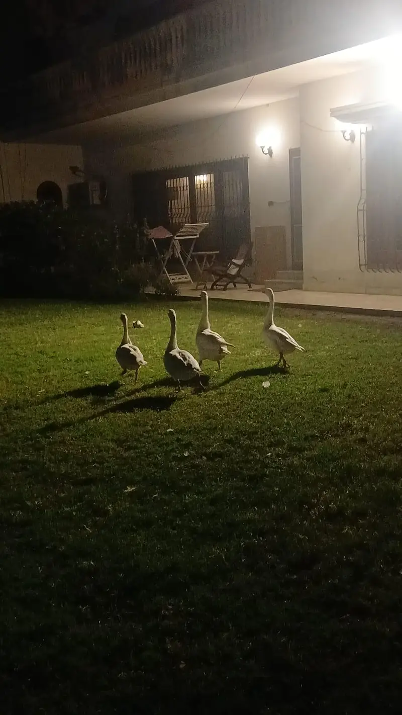 geese breeder pairs — photo 2