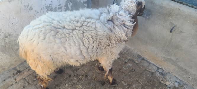 dumba for sell 60 kg