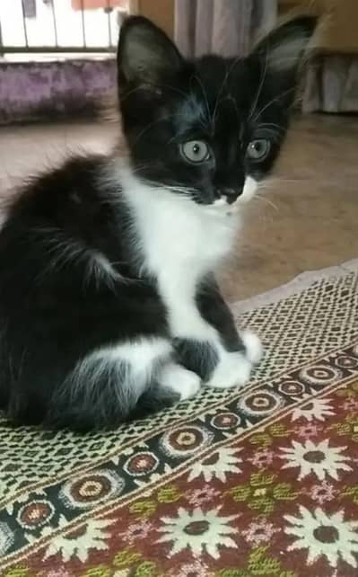 Cute White and black  Female Kitten – 2 Months Old