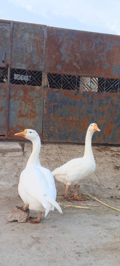 ducks