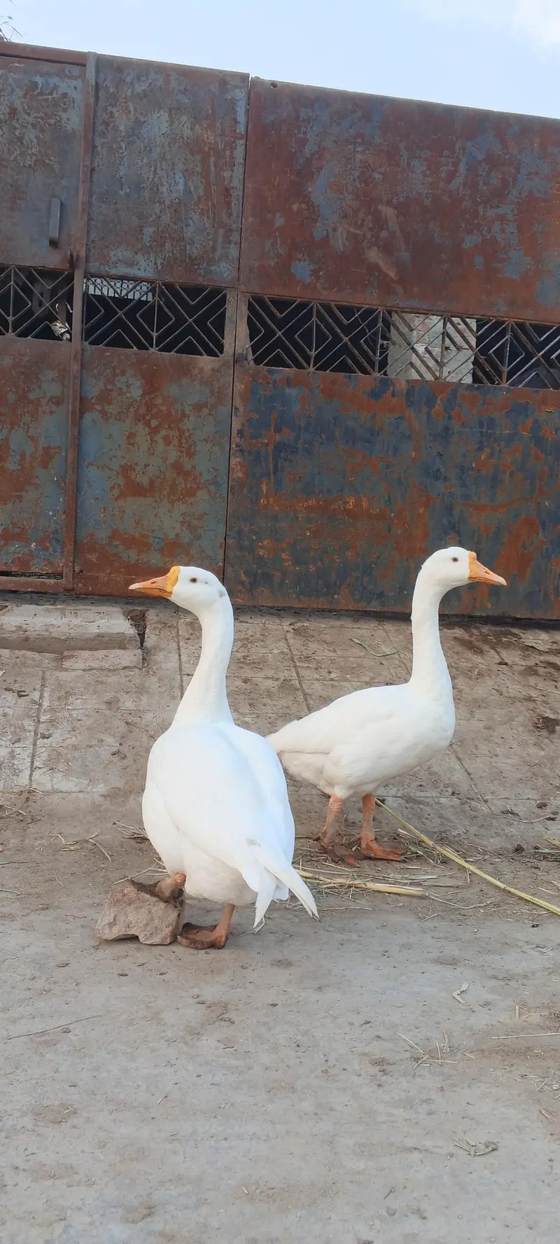 ducks — photo 2