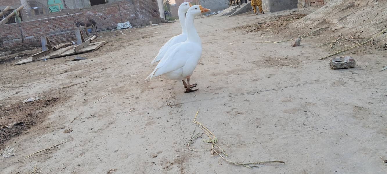 ducks 2