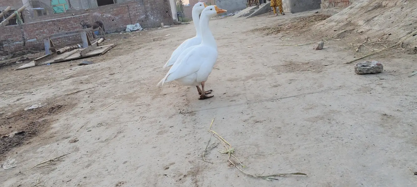 ducks — photo 3
