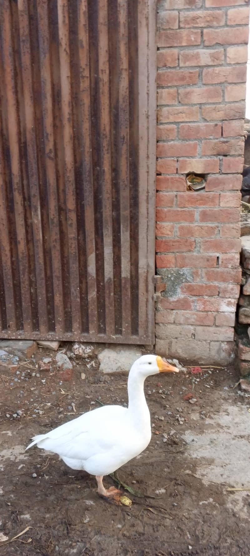 ducks 3