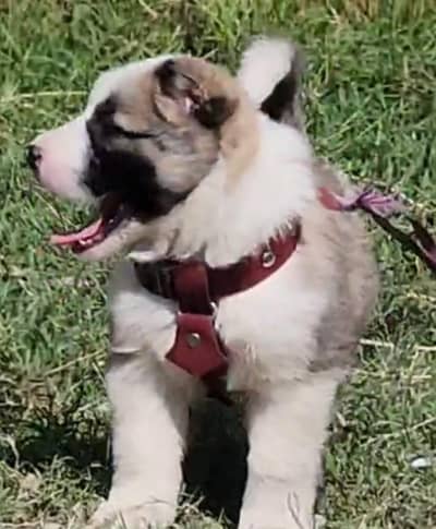​Top Quality King Kurdish Kangal Male - 2 Months Old